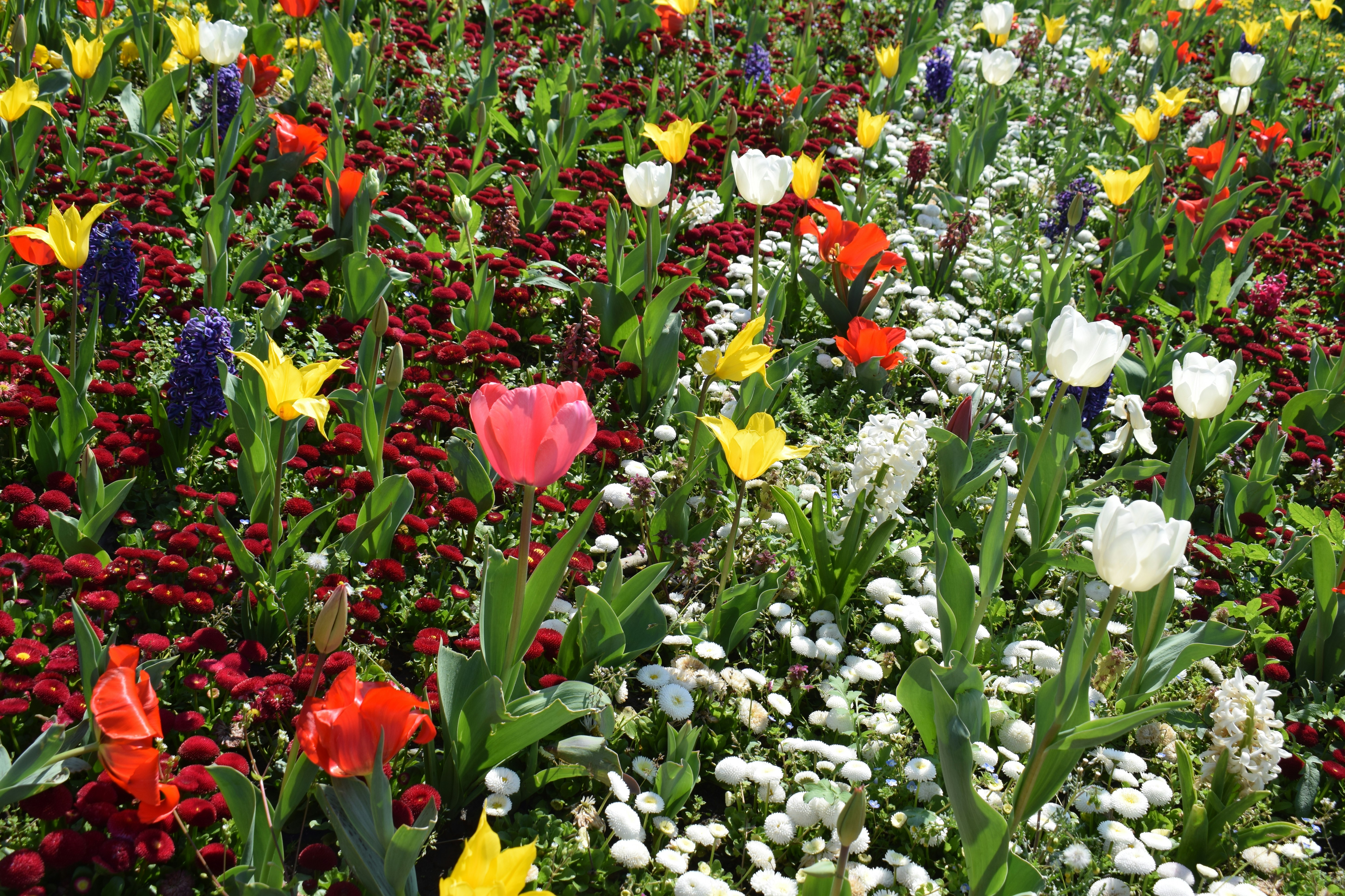 Colorful flowers